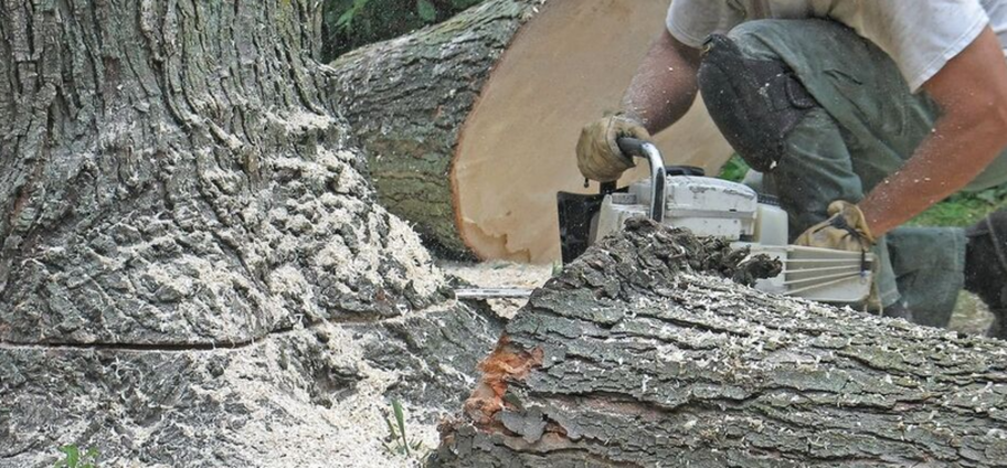 Felling of a diseased tree by an employee of Emondage Joliette