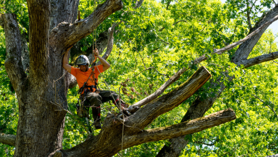 Émondeur d'Emondage Joliette qui travaille en hauteur dans un arbre pour faire un élagage.