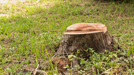 Stump at a Joliette resident's house. The stump removal will be done by Emondage Joliette.