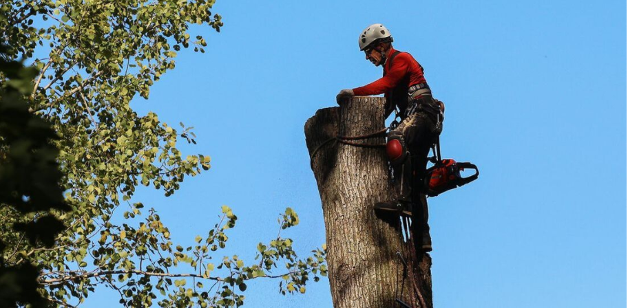 Arboriculteur de Emondage Joliette procède à l'abattage d'un arbre. Le résident de Joliette a tout d'abord obtenu un permis d'abattage à la Ville de Joliette.
