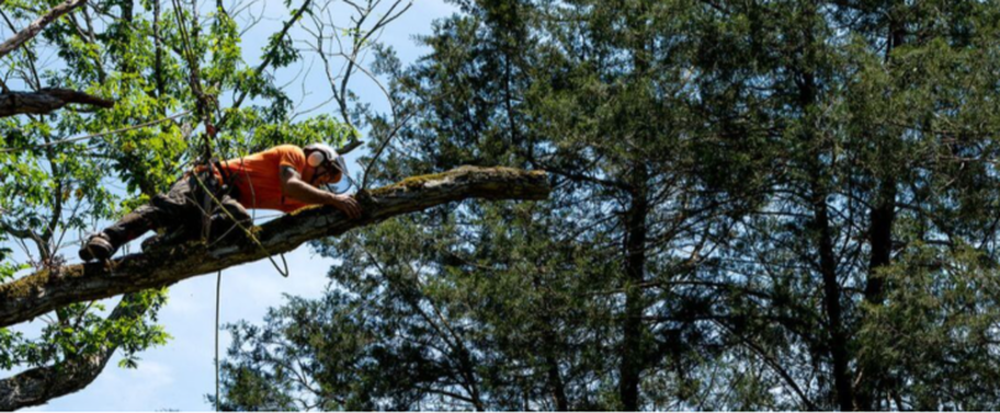 Élagueur de Emondage Joliette qui travaille dans en hauteur dans un arbre.
