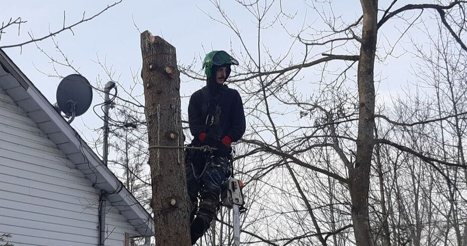 Émondeur de Emondage Joliette qui émonde un arbre à Joliette.